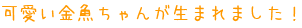 可愛い金魚ちゃんが生まれました！